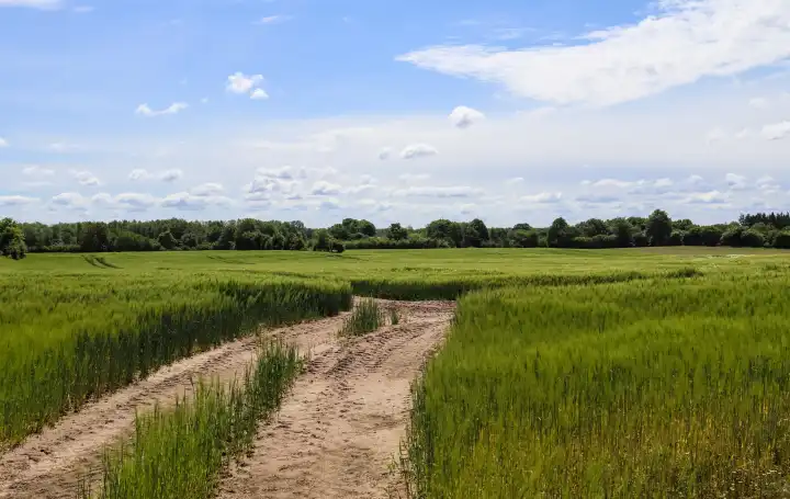 Sommerlicher Blick auf landwirtschaftliche Nutzpflanzen und erntebereite Weizenfelder.