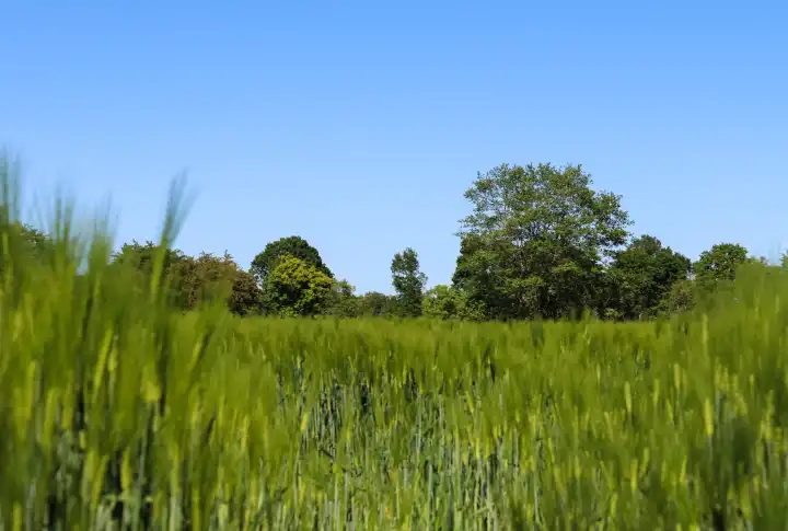 Sommerlicher Blick auf landwirtschaftliche Nutzpflanzen und erntebereite Weizenfelder.