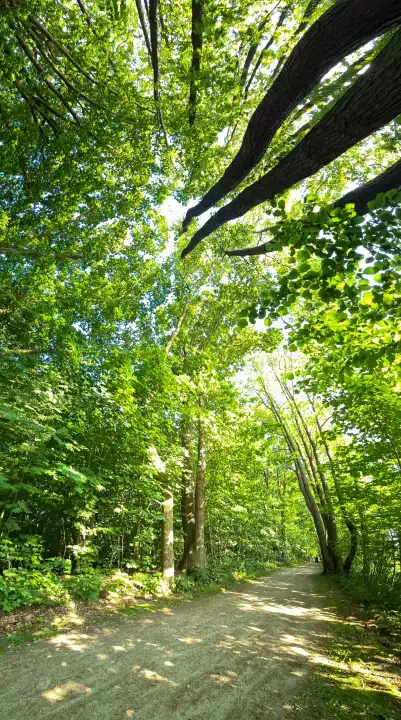 Vertikales Panorama eines Weges in einem grünen Wald