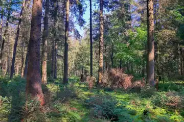 Schöner Blick in einen dichten grünen Wald mit hellem Sonnenlicht, das tiefe Schatten wirft.