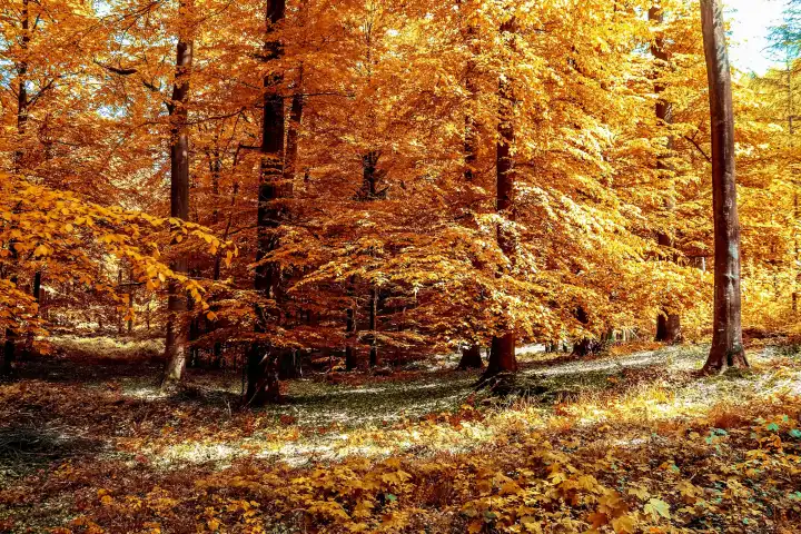 Schöner Panoramablick auf eine goldene Herbstlandschaft mitten im Oktober