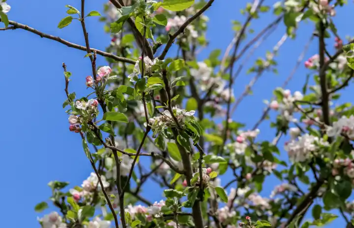 Schöne blühende Kirsch- und Pflaumenbäume im Frühling mit bunten Blumen.