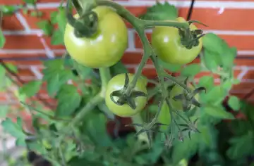 Some big green tomatoes on a bush growing at the wall of a house. Agriculture concept.