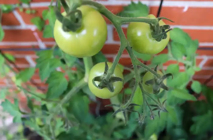 Einige große grüne Tomaten an einem Busch, der an einer Hauswand wächst. Landwirtschaftliches Konzept.