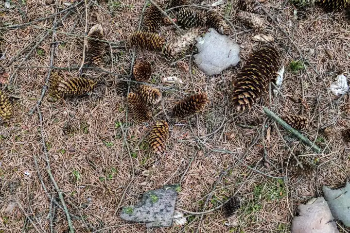 Ein langer Kiefernzapfen liegt auf dem Boden mit braunen Nadeln auf dem Waldboden