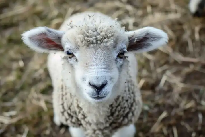 Ein süßes kleines Schaf-Baby AI generiert