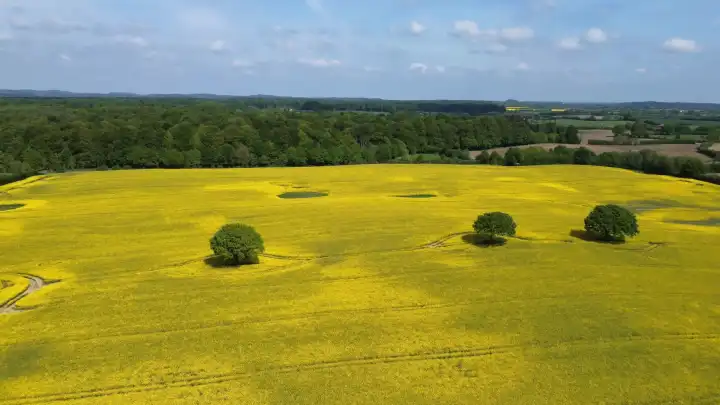 Drohnenansicht eines großen gelben Ölsaatenfeldes in einem Waldgebiet mit einzelnen Bäumen darin