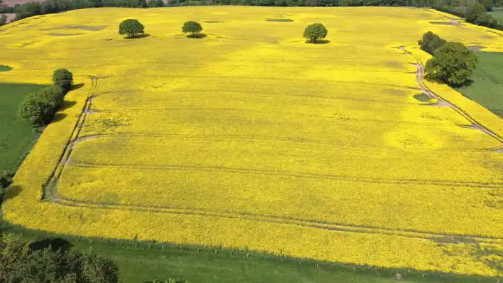 Drone view of a large yellow oilseed field in a wooded area with individual trees in it