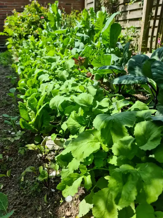 Lots of lettuce and cabbage plants grow in a raised bed in good weather