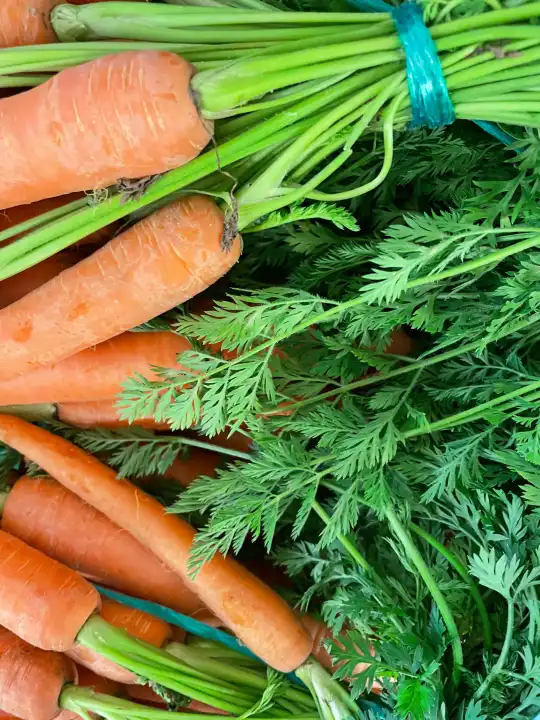 Fresh and sweet orange carrots