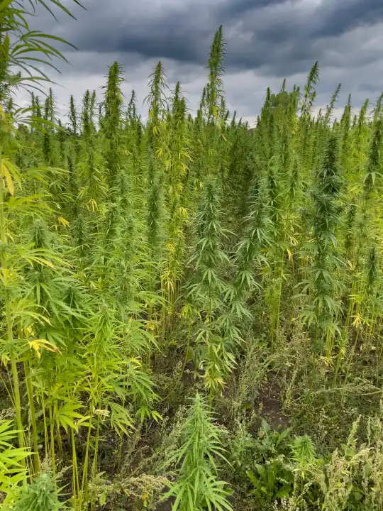  legal hemp field used for textiles in germany.  Legalisation of cannabis in germany.