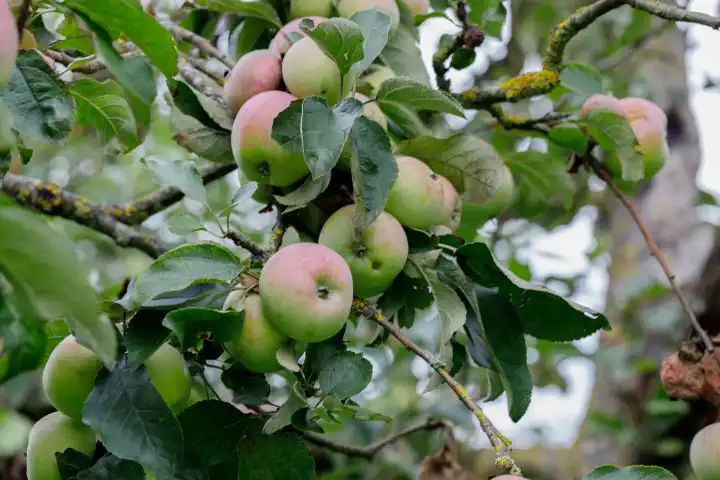 Apple tree. Branch of ripe red apples on a tree