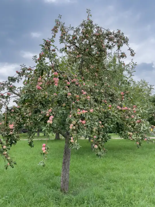 Apple tree with small natural apples in a meadow.
