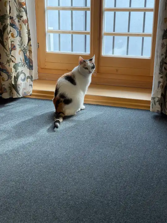 Katze vor einem Holzfenster bei Tageslicht.