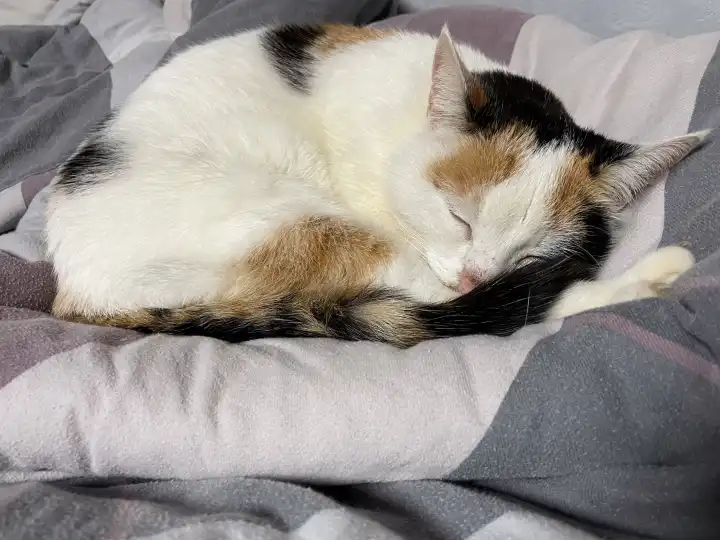 Dreifarbige Katze schläft friedlich und genießt ihr Nickerchen