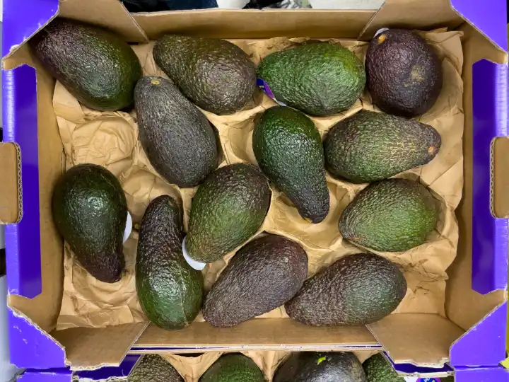 Fresh organic avocado in box