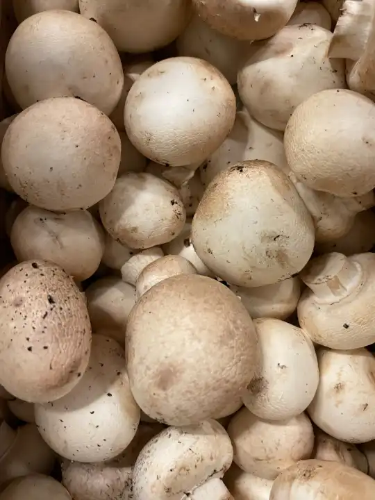 Fresh chestnut mushrooms full frame close up