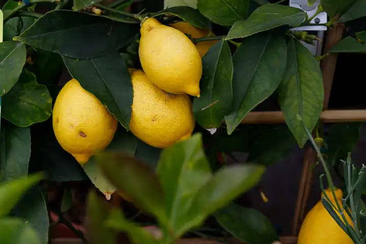 Bündel frischer gelber reifer Zitronen an den Zweigen des Zitronenbaums