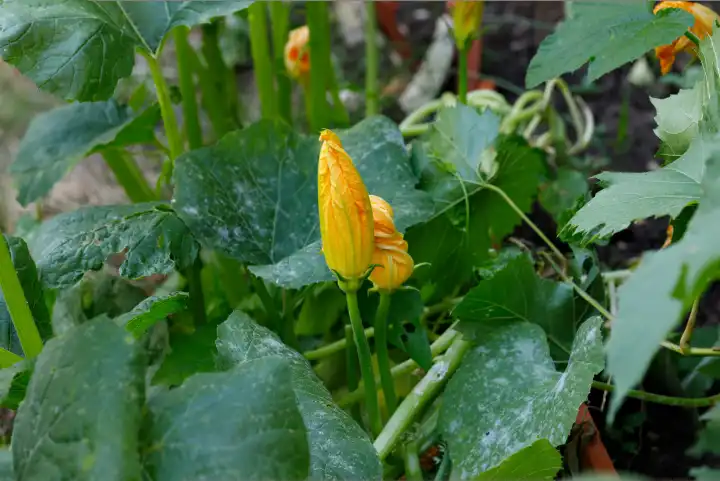 Blooming zucchini on a sunny day. Yellow zucchini flower in green foliage. Courgette ripen in the garden. Copy space