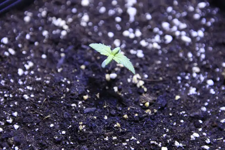 Junge Cannabispflanze