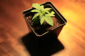 Junge Cannabispflanze