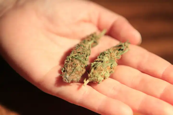 Getrocknete Cannabispflanze