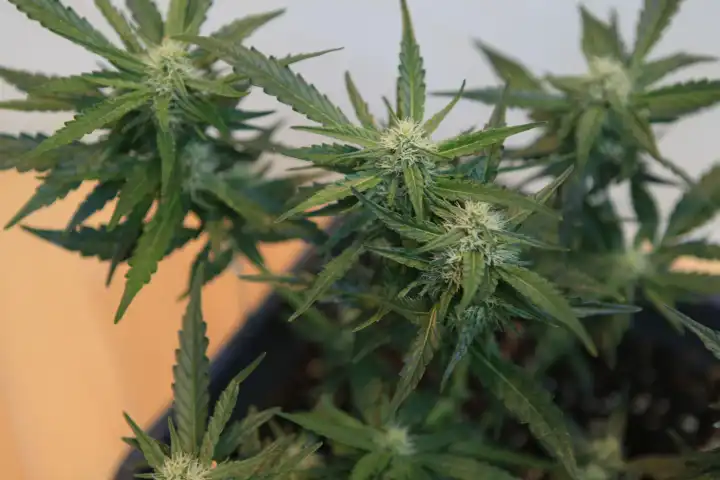 Blühende Cannabispflanze