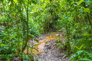 Tropical natural jungle forest with palm trees hiking trail and path to Praia Lopes Mendes on the big tropical island Ilha Grande in Angra dos Reis Rio de Janeiro Brazil.