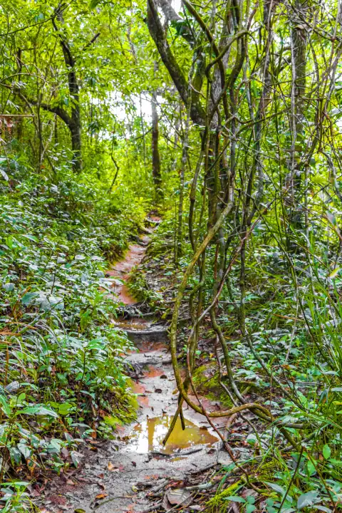 Tropical natural jungle forest with palm trees hiking trail and path to Praia Lopes Mendes on the big tropical island Ilha Grande in Angra dos Reis Rio de Janeiro Brazil.