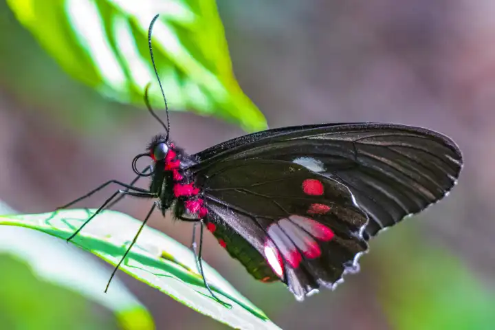 Roter und schwarzer edler tropischer Schmetterling auf grünem Naturhintergrund auf der großen tropischen Insel Ilha Grande in Angra dos Reis Rio de Janeiro Brasilien.