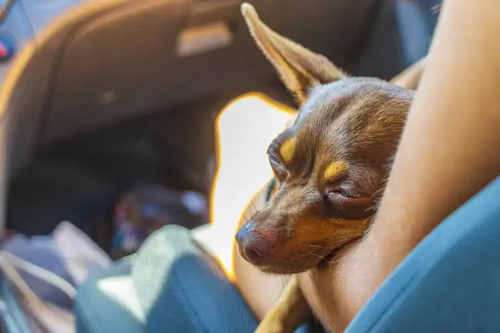 Mexikanisch brauner russischer Spielzeug Terrier Hund, während er müde ist und schläft im Auto in Akumal Quintana Roo Mexiko.