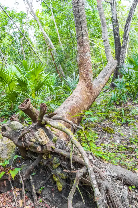 Uprooted tree in tropical natural jungle forest plants palm trees and walking trails at the ancient Mayan site with temple ruins pyramids and artifacts in Muyil Chunyaxche Quintana Roo Mexico.