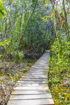 Tropischer natürlicher Dschungelwald mit Palmen, hölzernen Wanderwegen und einer Brücke im Nationalpark Sian Ka'an in Muyil Chunyaxche Quintana Roo, Mexiko.