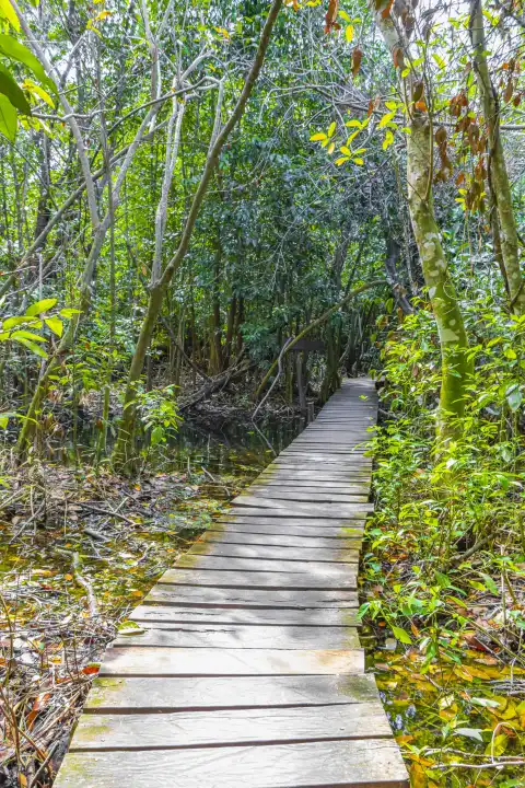 Tropischer natürlicher Dschungelwald mit Palmen, hölzernen Wanderwegen und einer Brücke im Nationalpark Sian Ka'an in Muyil Chunyaxche Quintana Roo, Mexiko.