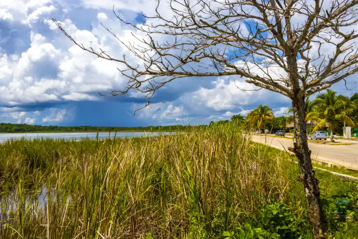 Laguna Lagune Coba Fluss See Cenote mit blauem türkisem Wasser und tropischer Natur Dschungel in Coba Gemeinde Tulum Quintana Roo Mexiko.