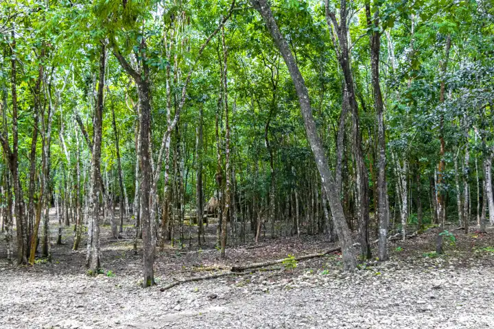 Tropische Natur und Bäume pflanzen im Regenwald Dschungel in Coba Gemeinde Tulum Quintana Roo Mexiko.