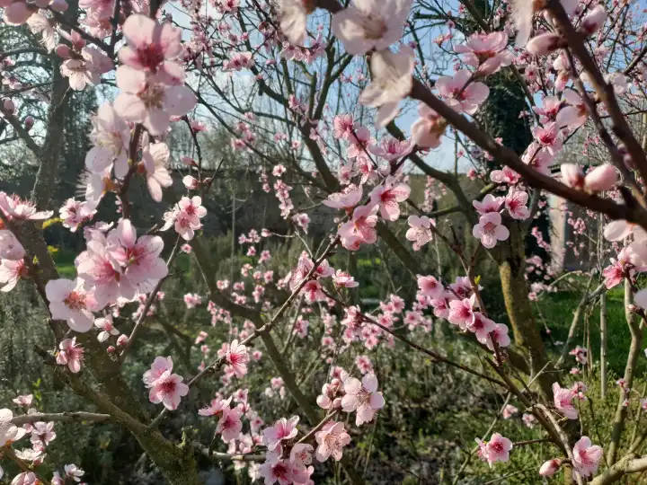 rosa Pfirsichbaumblüten wissenschaftlicher Name Prunus Persica nützlich als Hintergrund