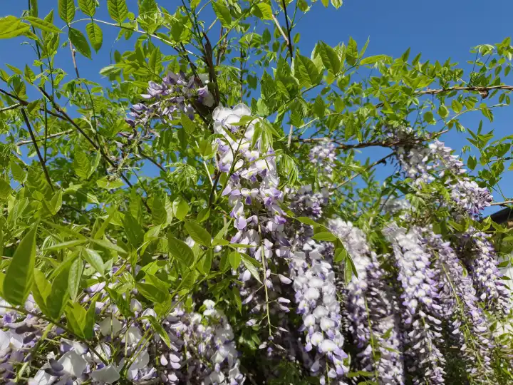 Wysteria-Pflanze mit hellvioletten Blüten, die sich als Hintergrund eignet