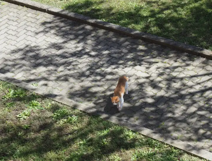 getigerte orange-weiße Katze im Schatten eines Baumes, der den Weg kreuzt