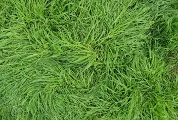 grüne Wiese Gras flache Ansicht nützlich als Hintergrund