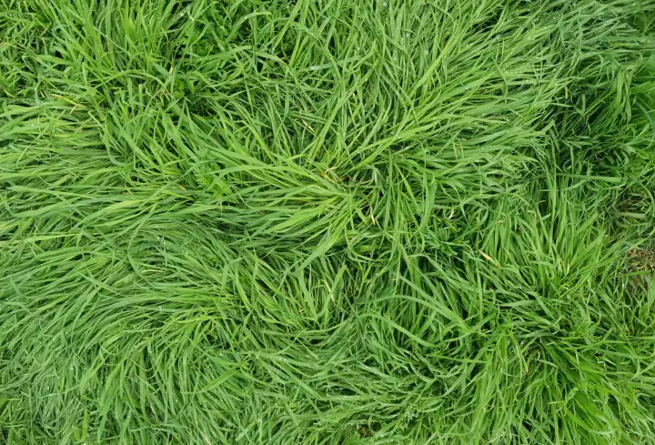 grüne Wiese Gras flache Ansicht nützlich als Hintergrund