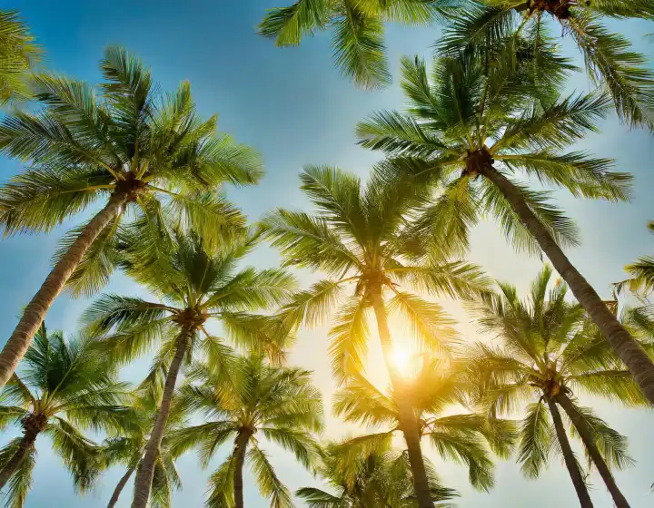 Palmen blauer Himmel nützlich als Hintergrund, AI generiert