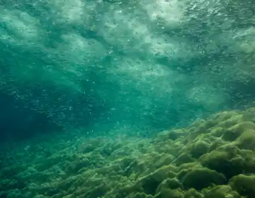 Meer Unterwasser-Szene nützlich als Hintergrund, AI generiert