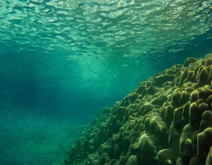Meer Unterwasser-Szene nützlich als Hintergrund, AI generierte Bild