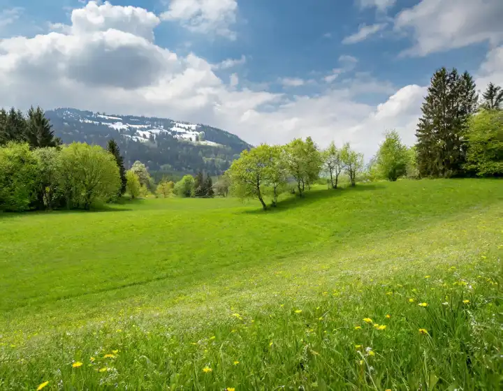 grüne Wiese im Frühling nützlich als Hintergrund, AI generiertes Bild