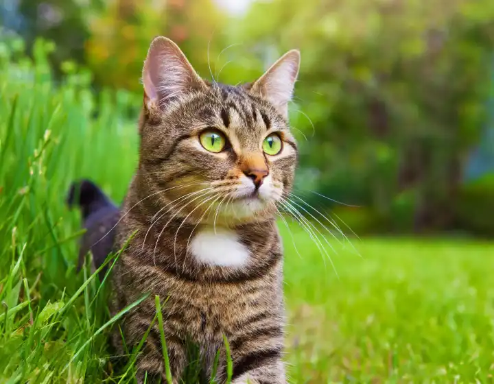 tabby cat in the grass copy space, AI generated image