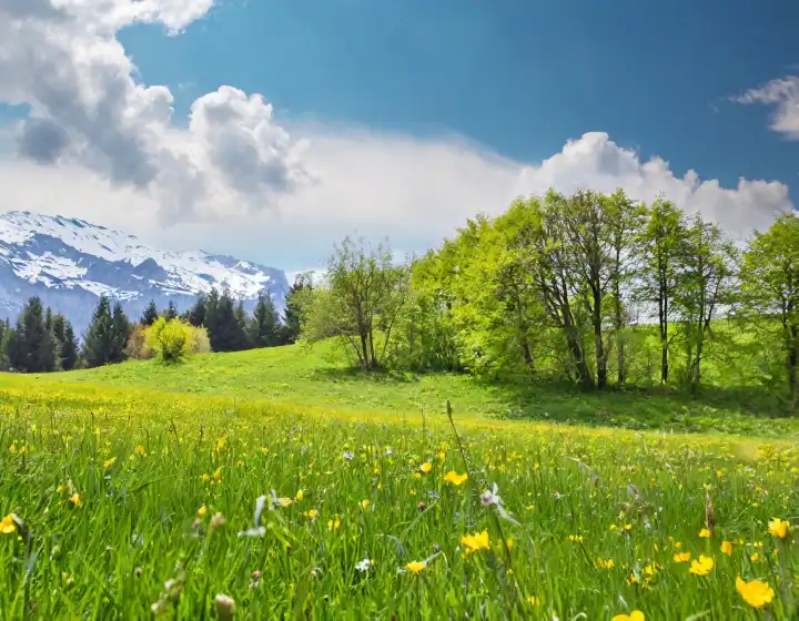 grüne Wiese im Frühling nützlich als Hintergrund, AI generiertes Bild