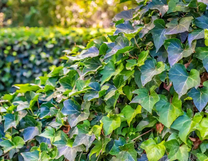 Efeu-Hedera-Pflanze nützlich als Hintergrund, AI generiertes Bild