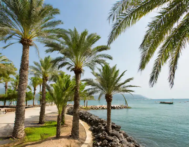 palm trees on the beach by the sea in summer, AI generated image