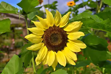 Nahaufnahme eines gelben Sonnenblumenkopfes